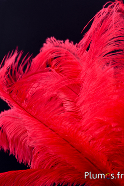 Autruche - 30-40 cm - rouge